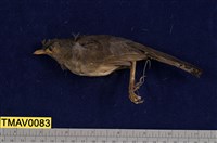 藏品(藪鳥)的圖片